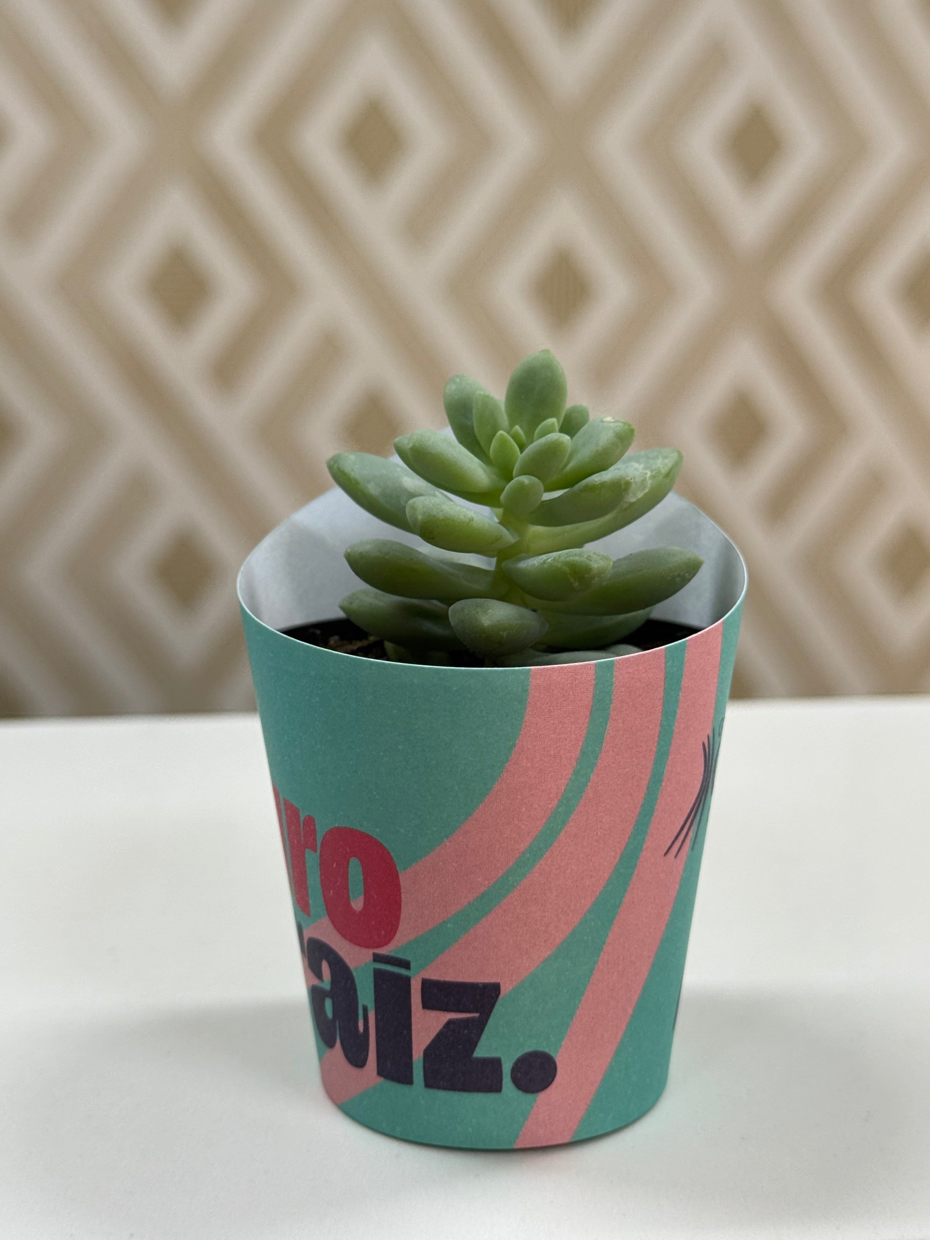 Rótulo para Mini Suculenta Vaso N6